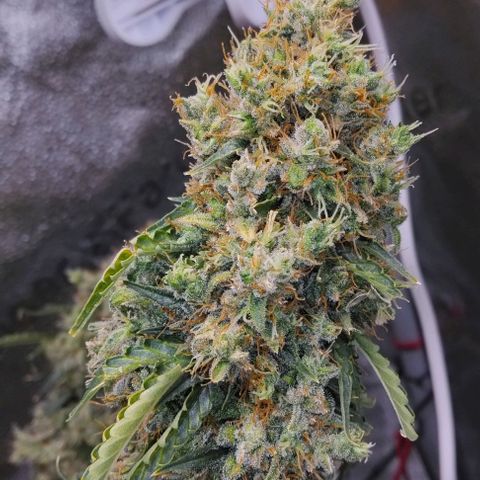 Super Skunk growlog timeline photo