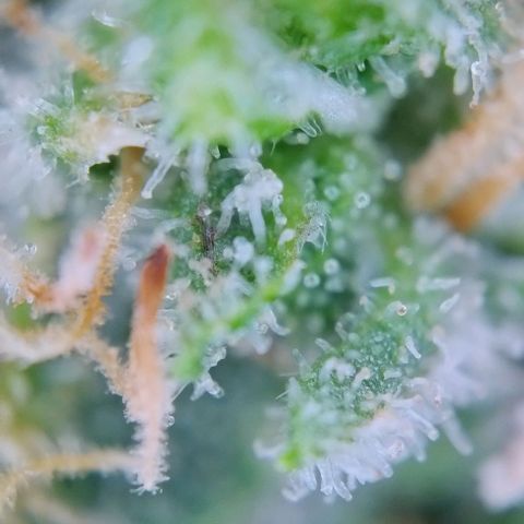 Super Skunk growlog timeline photo