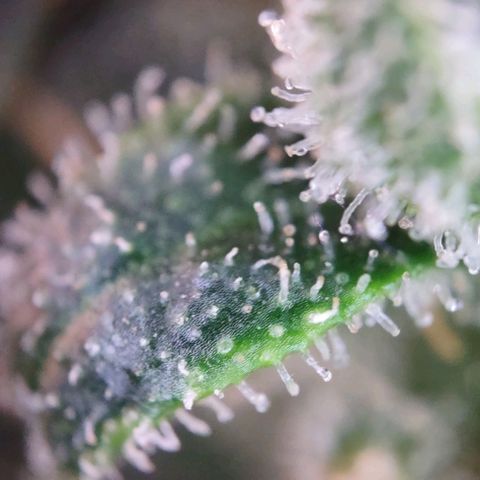 Super Skunk growlog timeline photo