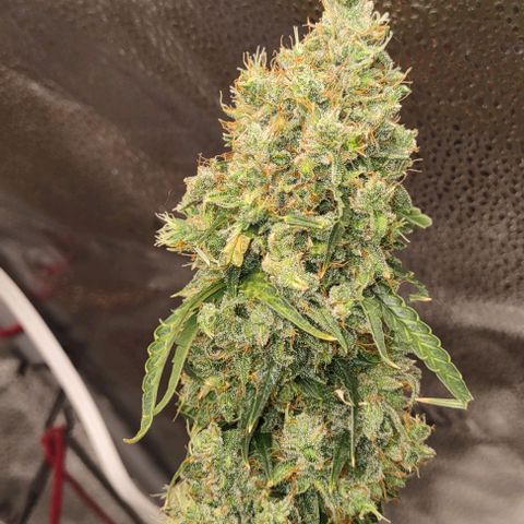 Super Skunk growlog timeline photo