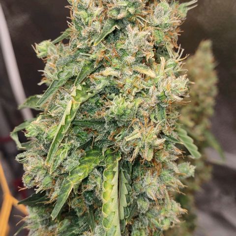 Super Skunk growlog timeline photo