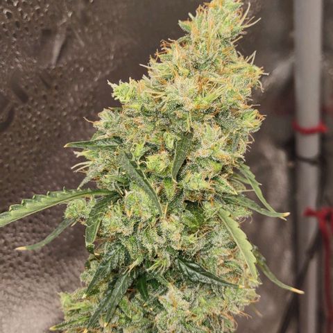 Super Skunk growlog timeline photo