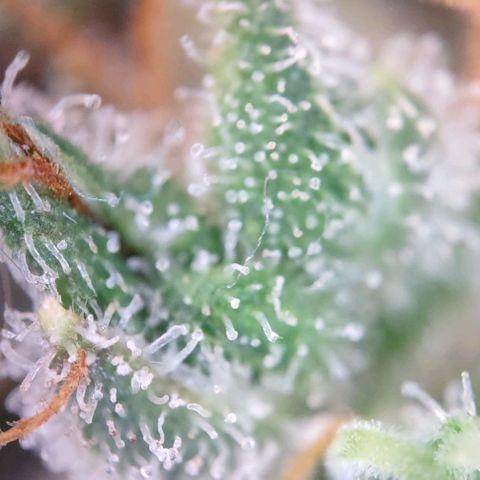 Super Skunk growlog timeline photo