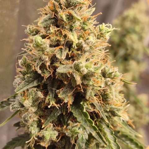 Super Skunk growlog timeline photo