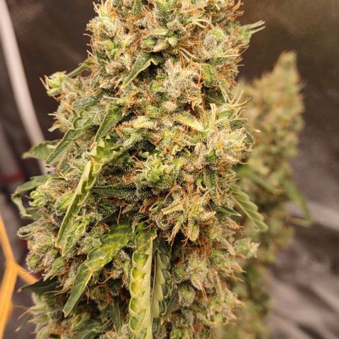 Super Skunk growlog timeline photo