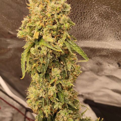 Super Skunk growlog timeline photo