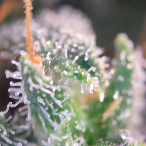Super Skunk growlog timeline photo