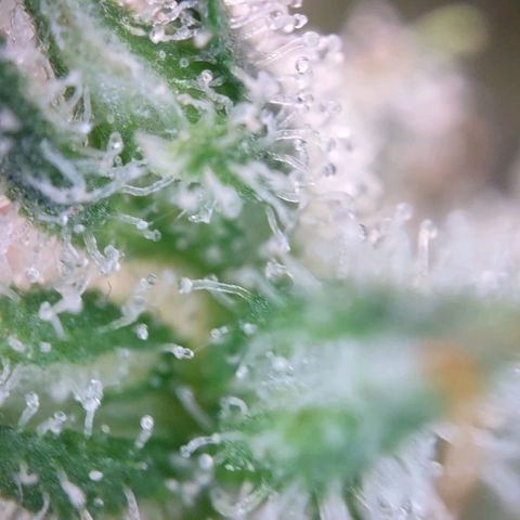 Super Skunk growlog timeline photo
