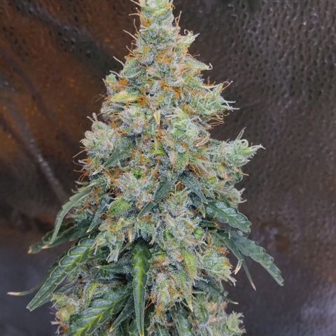 Super Skunk growlog timeline photo