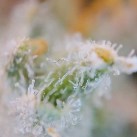 Super Skunk growlog timeline photo