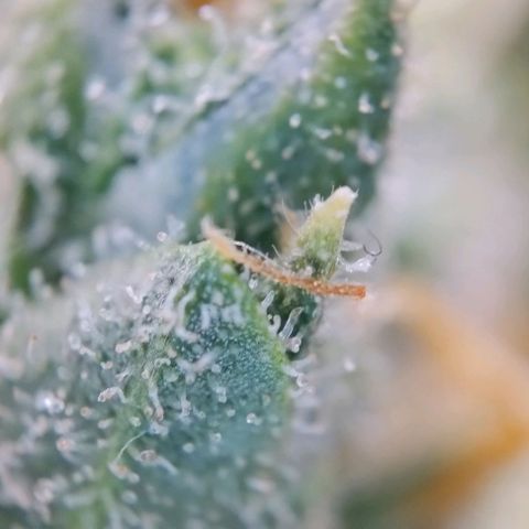 Super Skunk growlog timeline photo