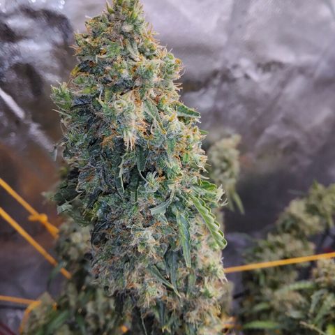 Super Skunk growlog timeline photo