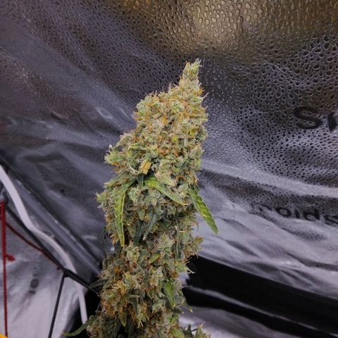 Super Skunk growlog timeline photo