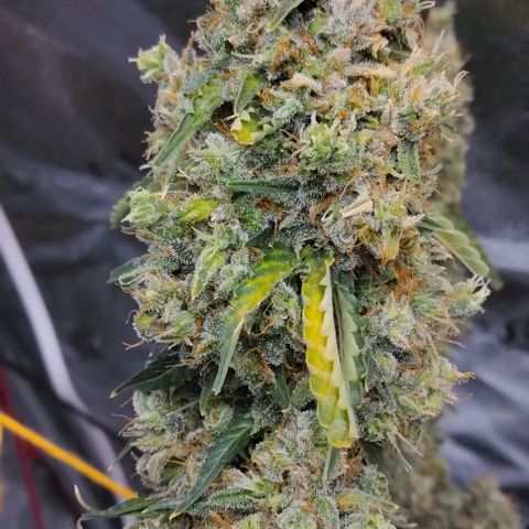 Super Skunk growlog timeline photo
