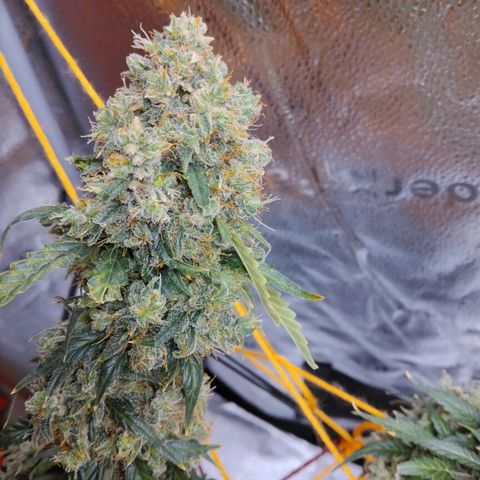 Super Skunk growlog timeline photo