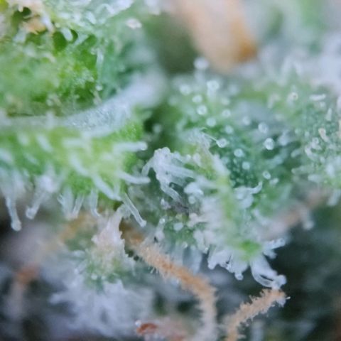 Super Skunk growlog timeline photo