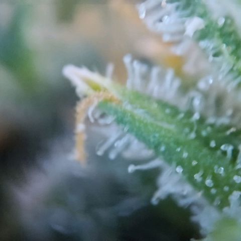 Super Skunk growlog timeline photo