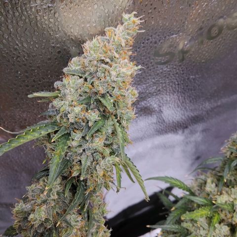 Super Skunk growlog timeline photo