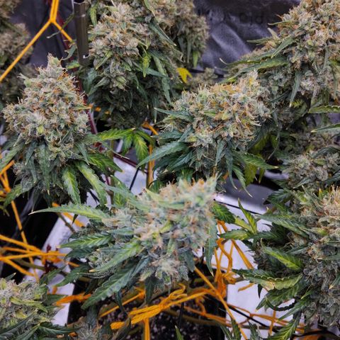 Super Skunk growlog timeline photo