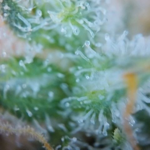 Super Skunk growlog timeline photo