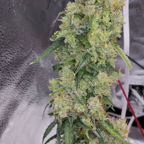 Super Skunk growlog timeline photo