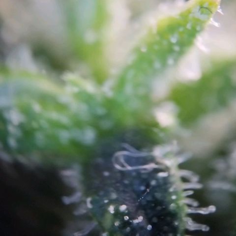 Super Skunk growlog timeline photo