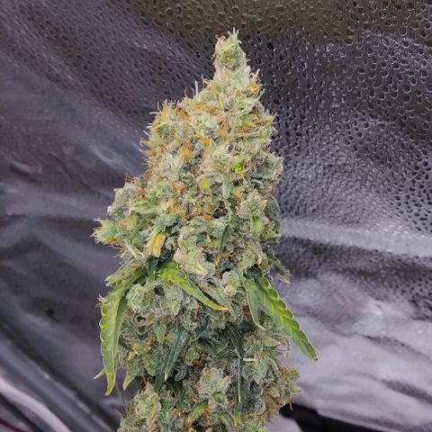 Super Skunk growlog timeline photo