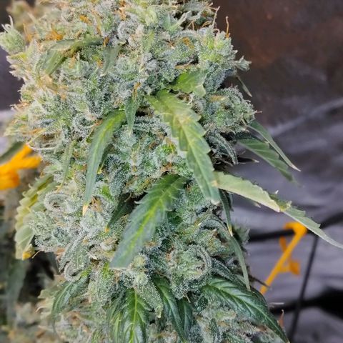 Super Skunk growlog timeline photo