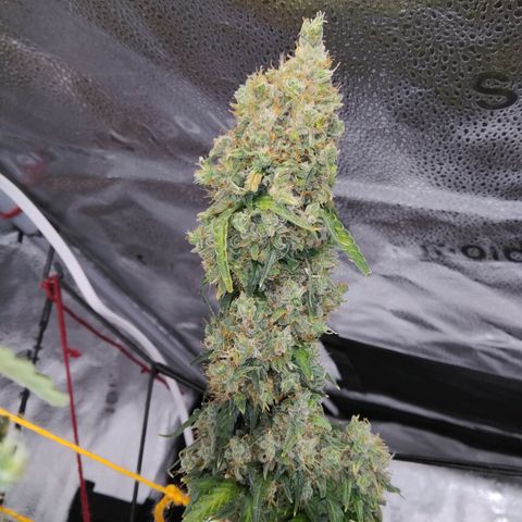 Super Skunk growlog timeline photo