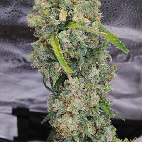 Super Skunk growlog timeline photo