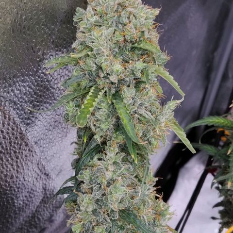 Super Skunk growlog timeline photo