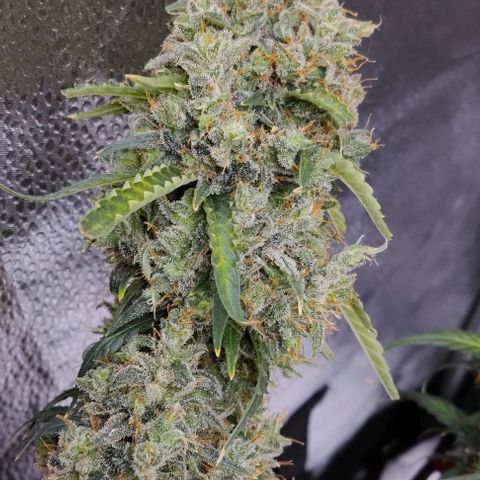 Super Skunk growlog timeline photo
