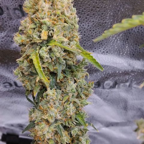 Super Skunk growlog timeline photo