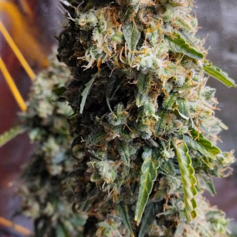 Super Skunk growlog timeline photo