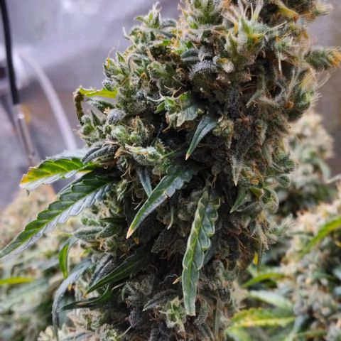 Super Skunk growlog timeline photo