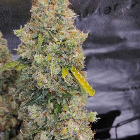 Super Skunk growlog timeline photo