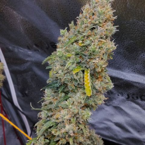 Super Skunk growlog timeline photo