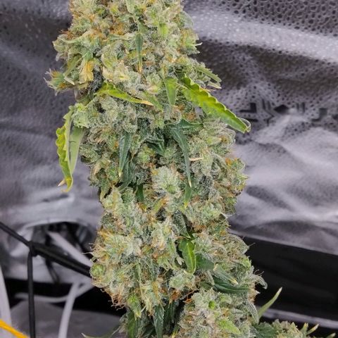 Super Skunk growlog timeline photo
