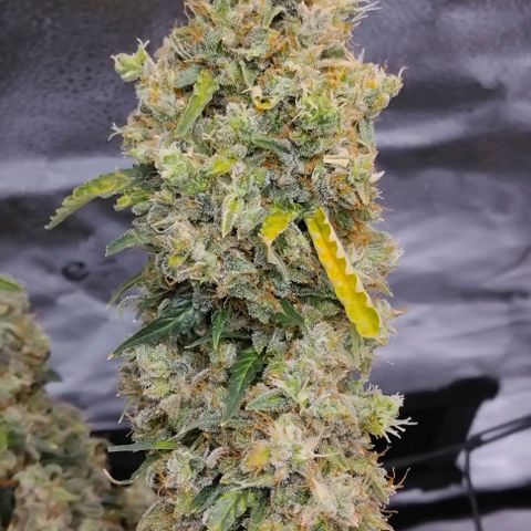 Super Skunk growlog timeline photo