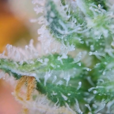 Super Skunk growlog timeline photo