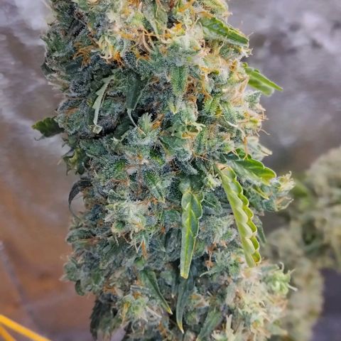 Super Skunk growlog timeline photo