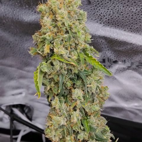 Super Skunk growlog timeline photo