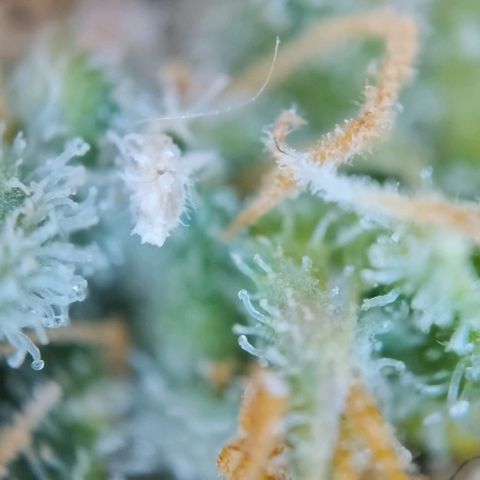 Super Skunk growlog timeline photo