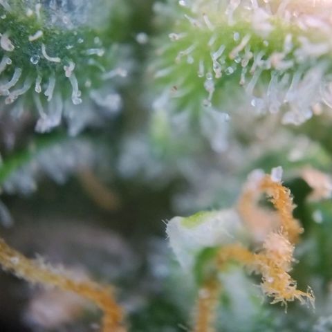 Super Skunk growlog timeline photo