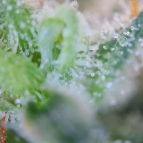 Super Skunk growlog timeline photo