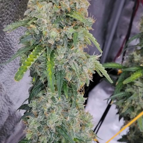 Super Skunk growlog timeline photo