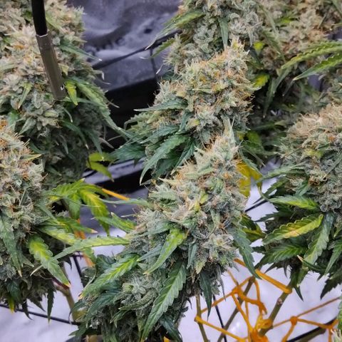 Super Skunk growlog timeline photo