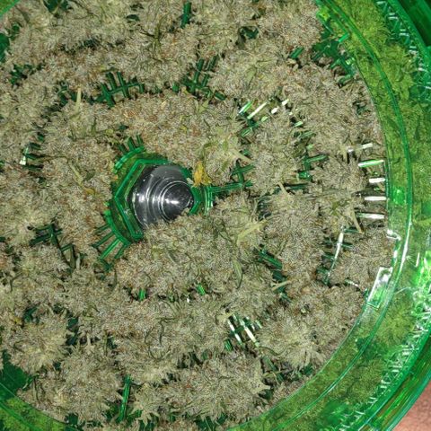 Space Queen growlog timeline photo