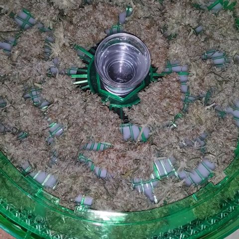 Space Queen growlog timeline photo
