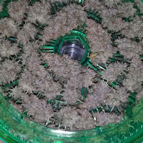Space Queen growlog timeline photo